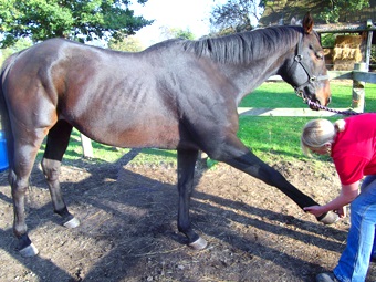 Stretching horse during Equine sports massage therapy session