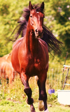 Benefits of Equine Massage - Horse running freely and comfortably
