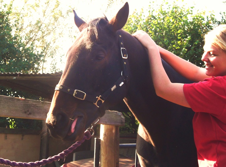 Horse yawning due to Equine Sports Massage Therapy session