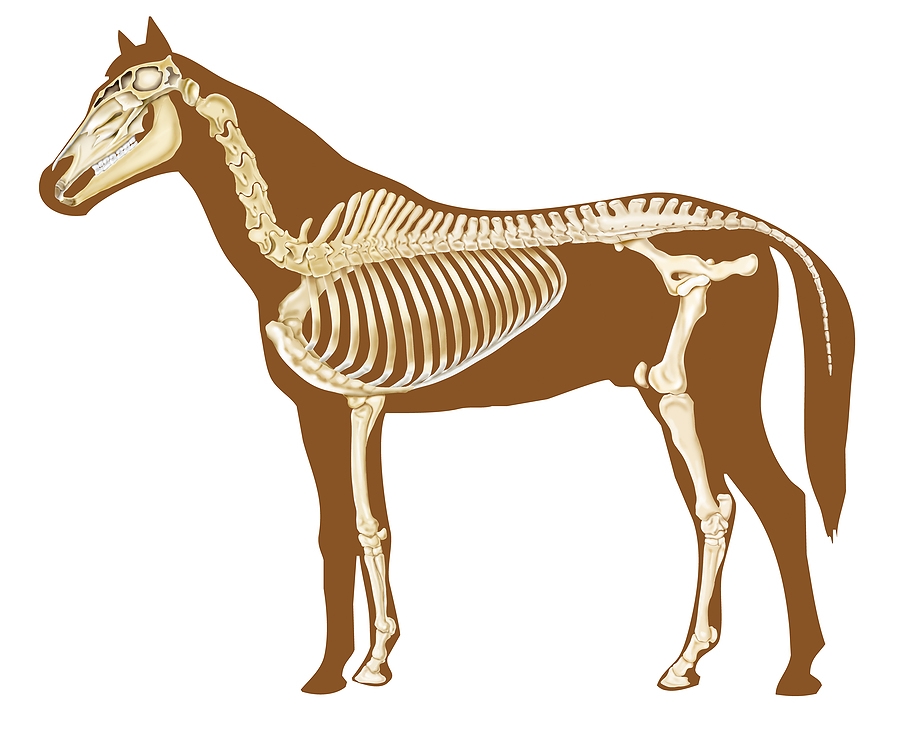 Areas of the Equine Skelaton effected by Equine Musculo-Skeletal Manipulation Therapy