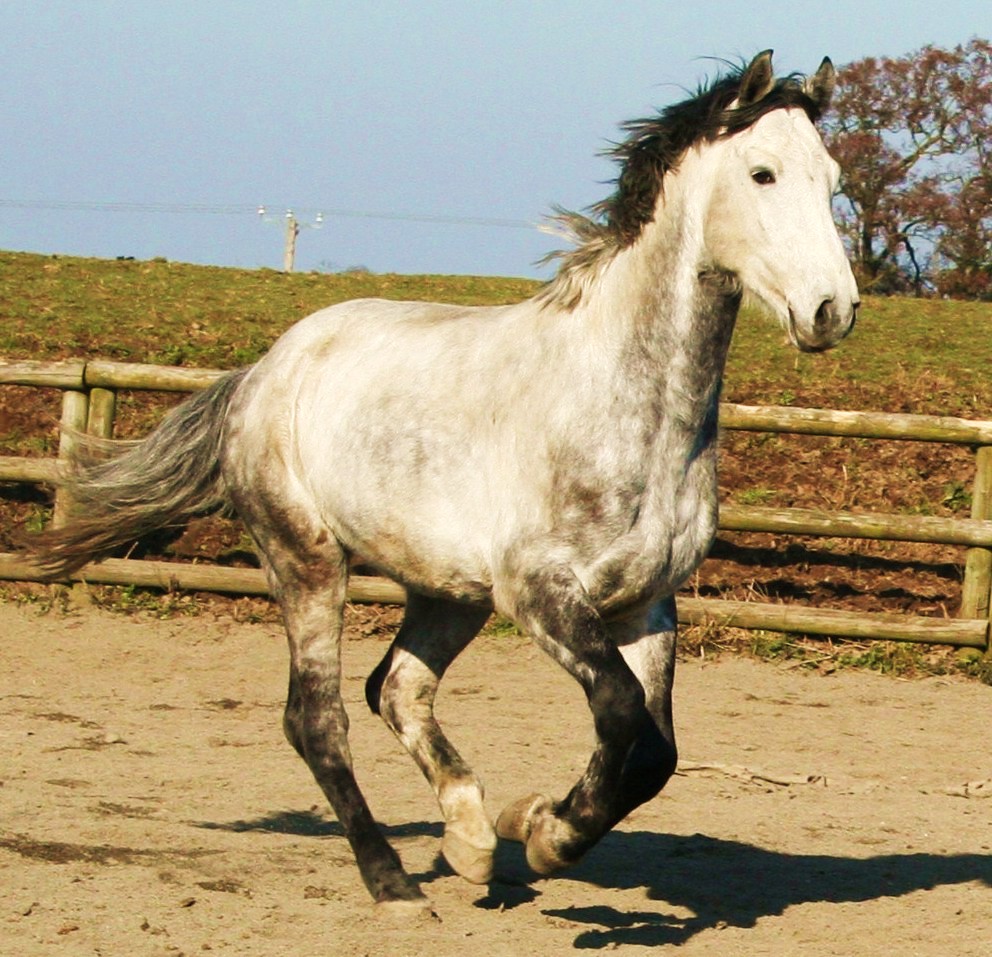 Jager also received equine massage