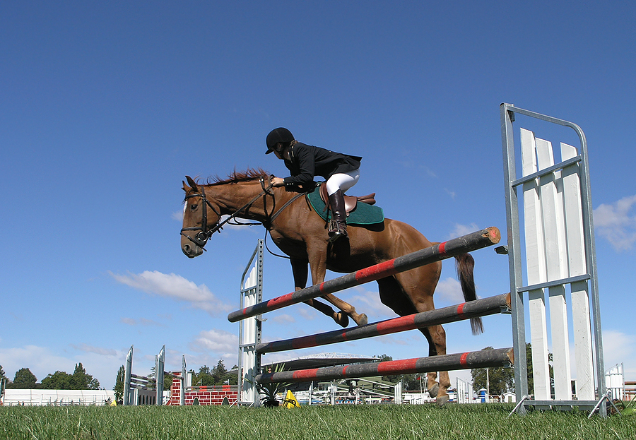 Horse knocks fence down