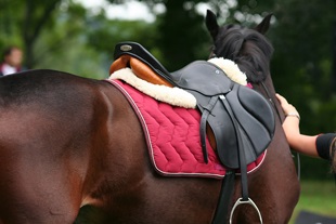 Horse saddle not fitting properly